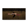 Trademark Fine Art Marius Floca 'Greater Flamingo' Canvas Art, 10x19 1X07025-C1019GG